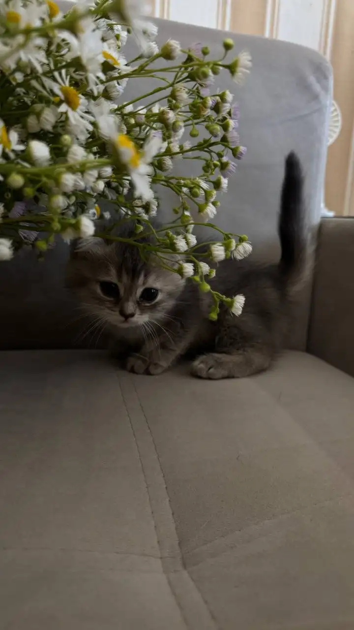 Шотландские котята - Кошки (Животные) в Балашиха