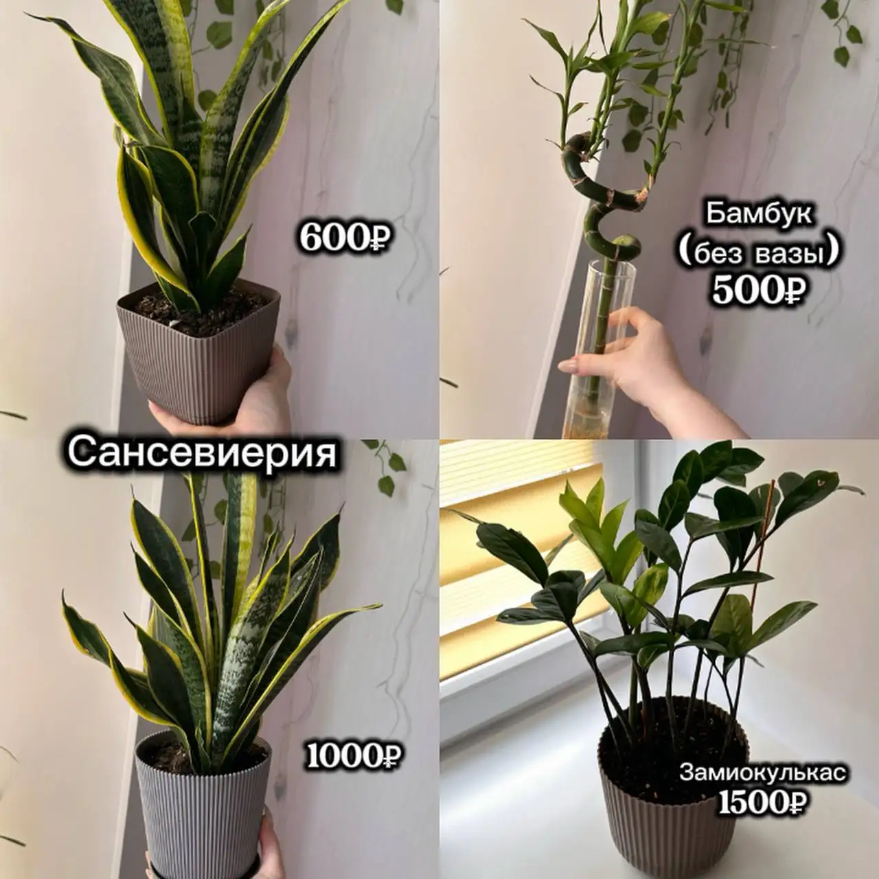 Продам домашние растения 🪴 - Барахолка в Балашиха