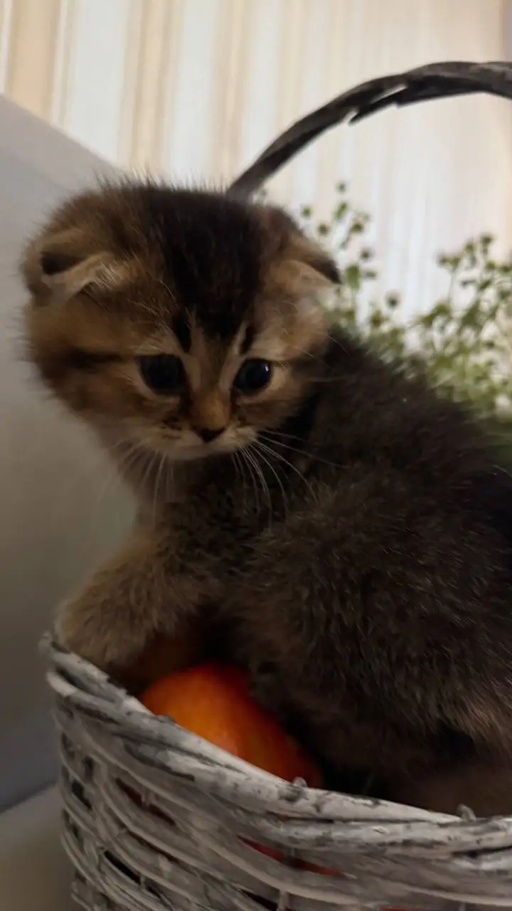 Продам котят шотландцы - Кошки (Животные) в Балашиха