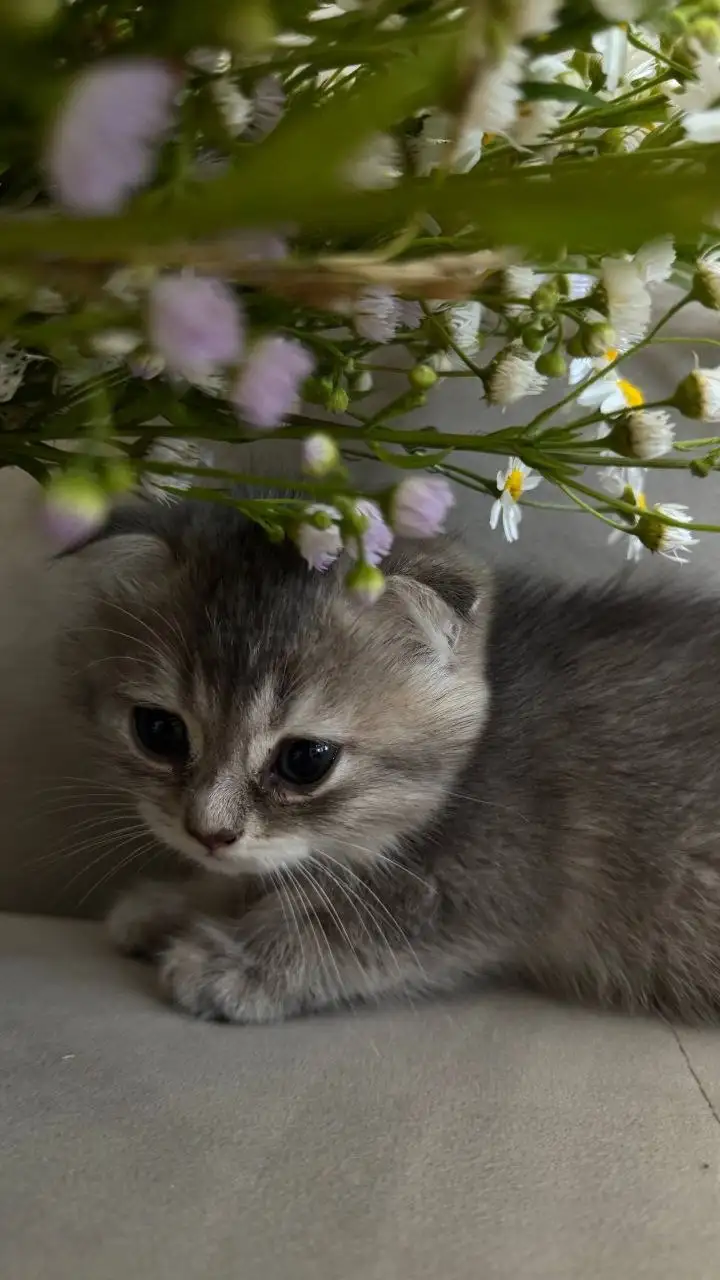 Продам котят шотландцы - Кошки (Животные) в Балашиха