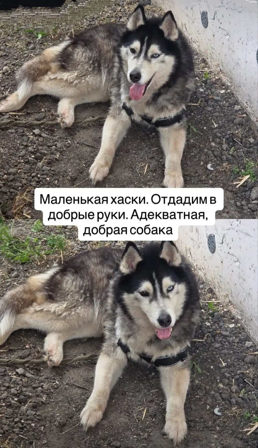 Хаски в дар, 2 года, брошен - Собаки (Животные) в Балашиха