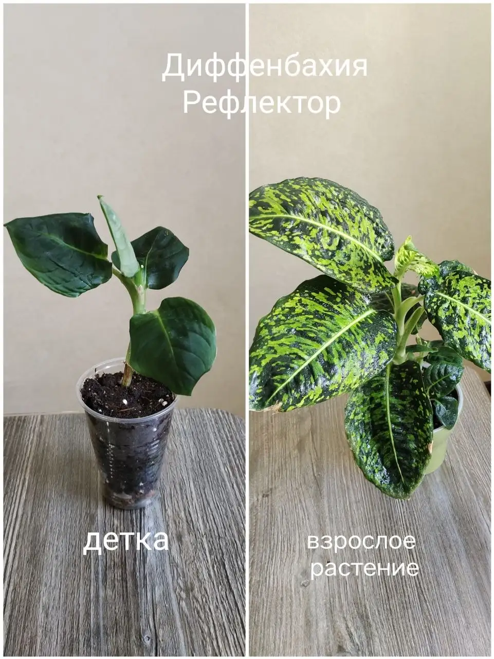 Продажа растений с фото - Растения (Барахолка) в Балашиха