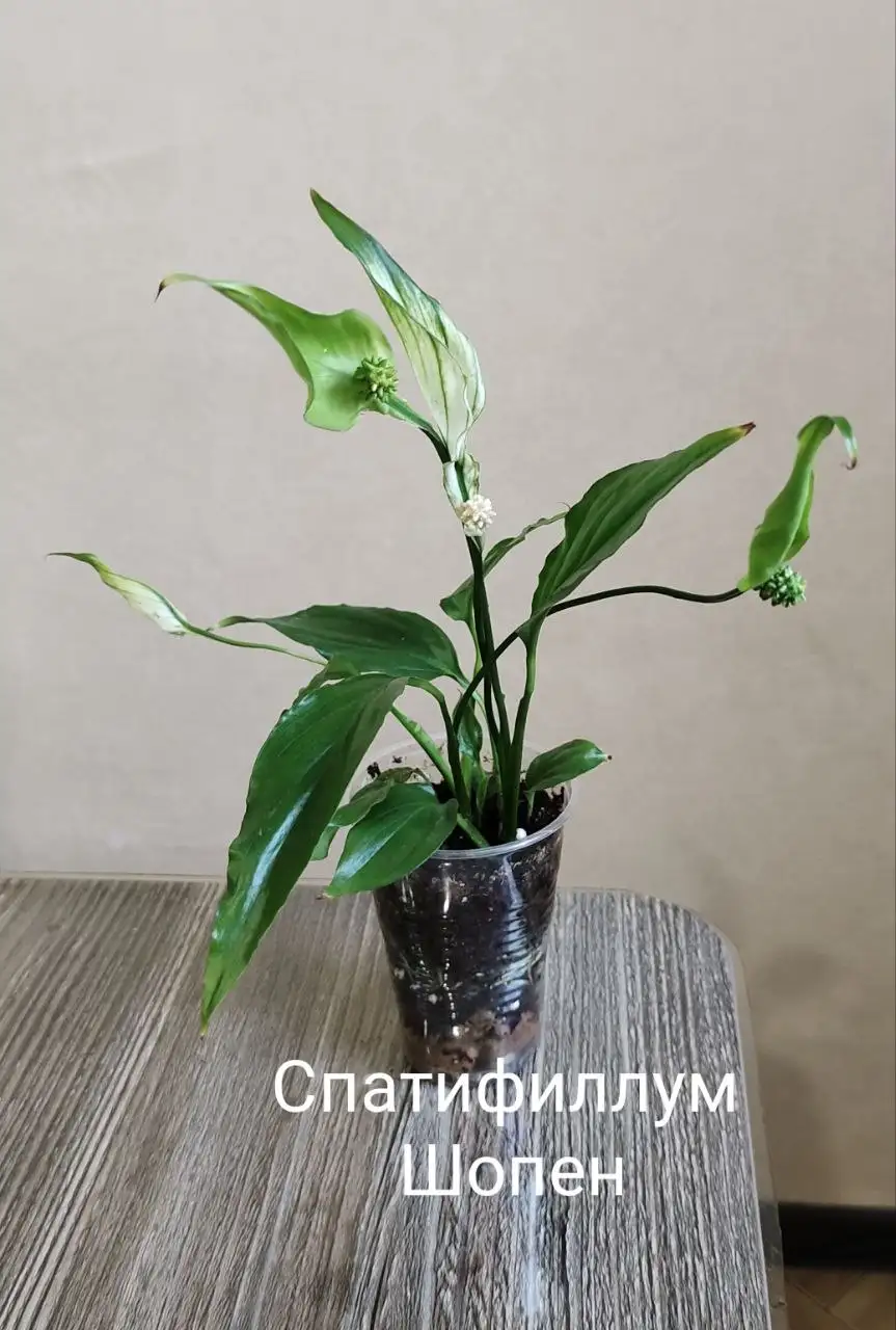 Продажа растений с фото - Растения (Барахолка) в Балашиха