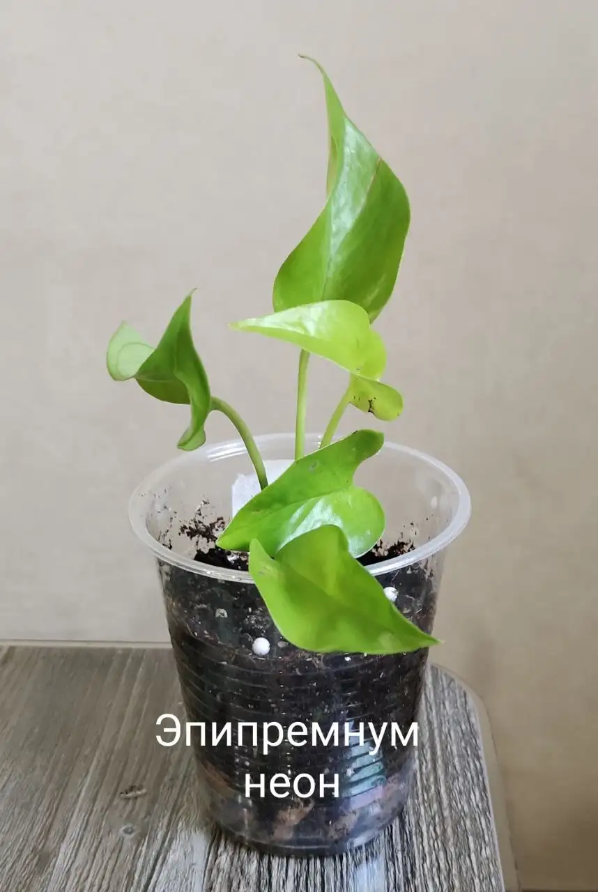 Продажа растений с фото - Растения (Барахолка) в Балашиха