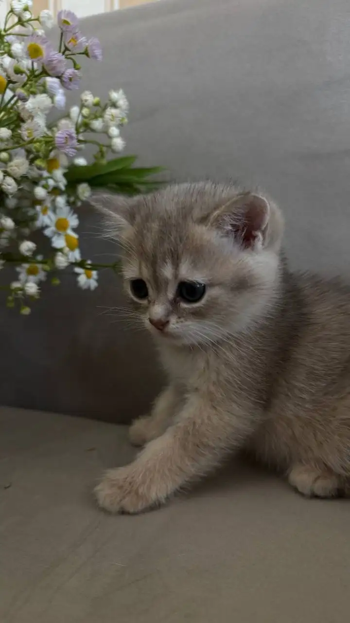 Продам котят шотландцы - Кошки (Животные) в Балашиха
