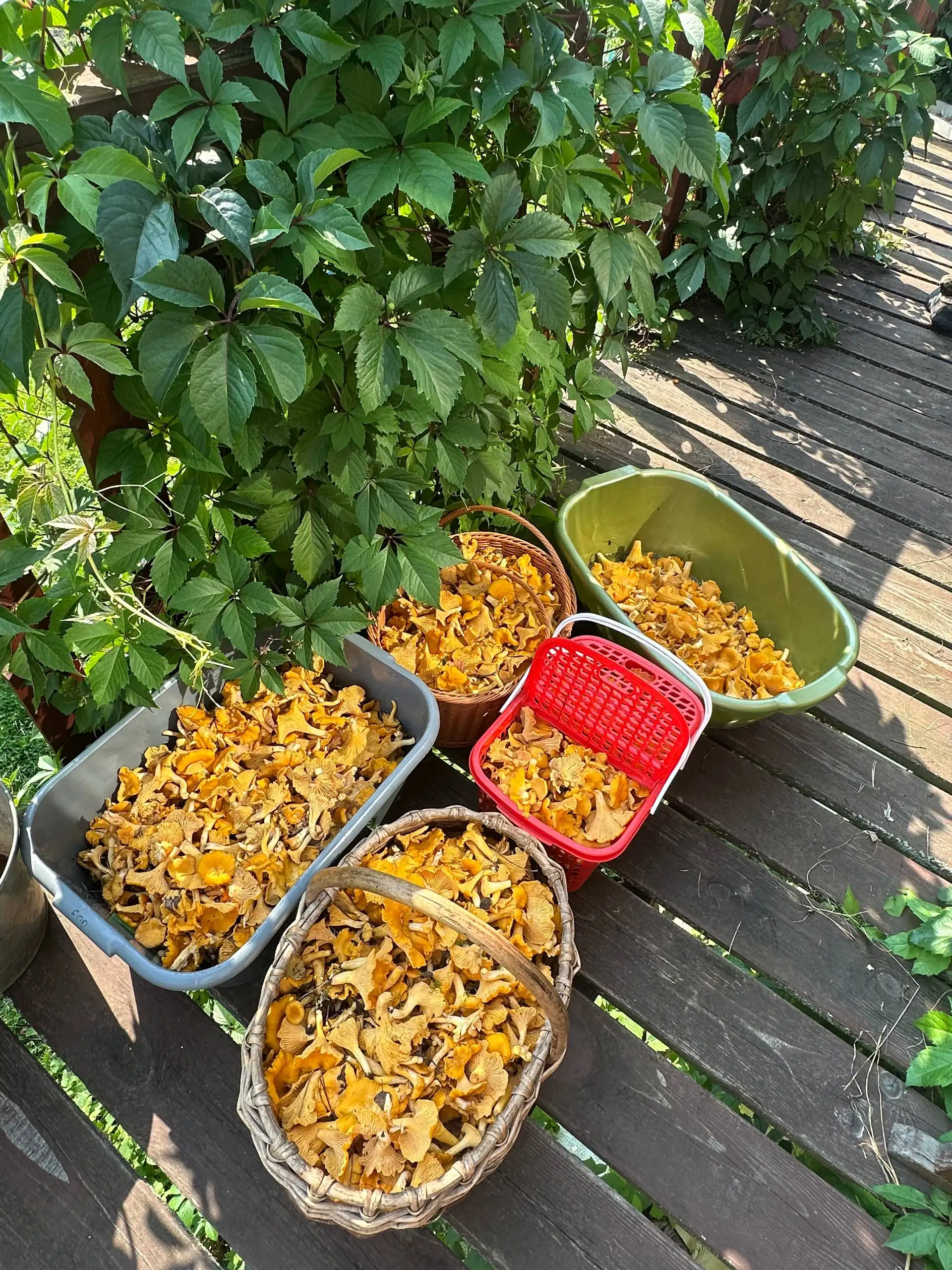 Лисички свежие 1 кг - Грибы (Продукты) в Балашиха