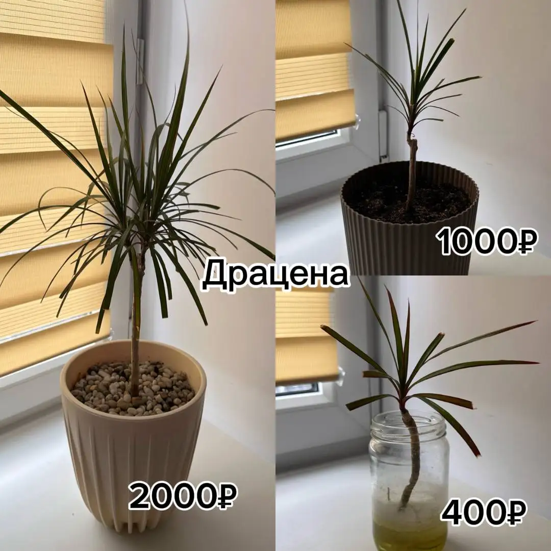 Продам стеллаж и растения - Мебель и растения (Барахолка) в Балашиха