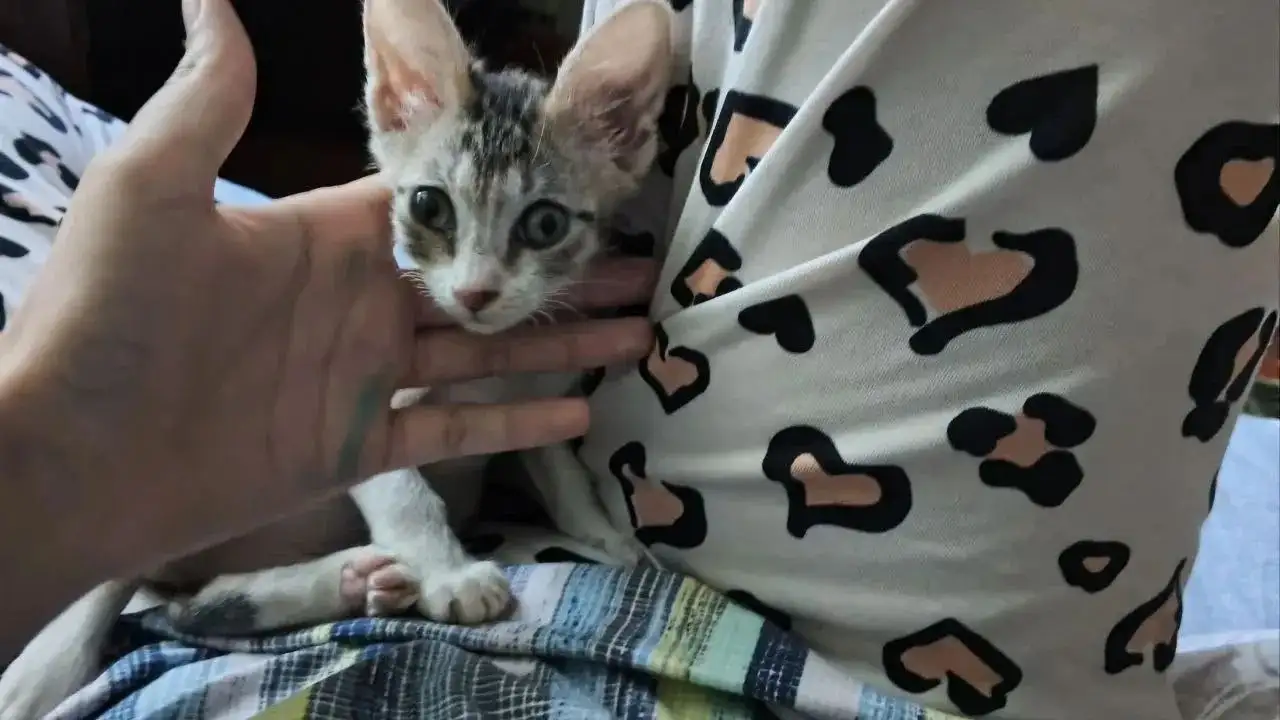 Котята ищут дом - Кошки (Животные) в Балашиха