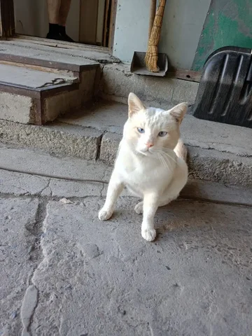 Пропал кот в районе фабрики Верена Мебель - Животные в Владивосток