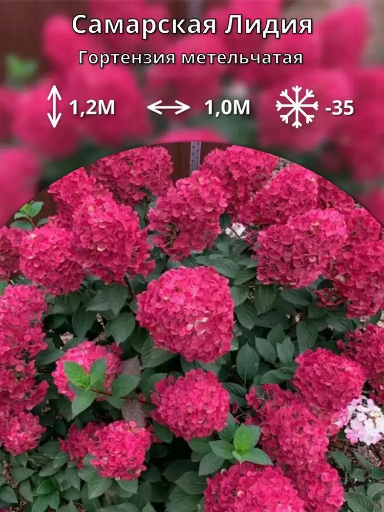 Саженцы метельчатой гортензии от питомника 'Любава'