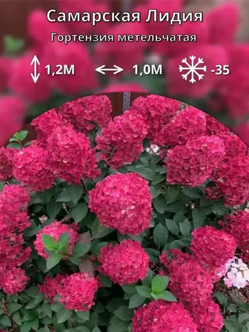 Саженцы метельчатой гортензии от питомника 'Любава' - Продукты питания в Владивосток