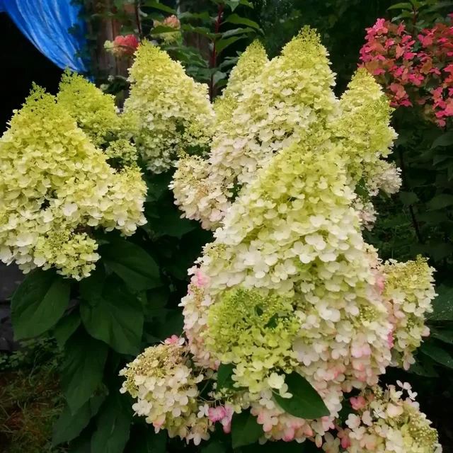 Саженцы метельчатой гортензии Пинки Промис - Товары для дома и дачи в Владивосток