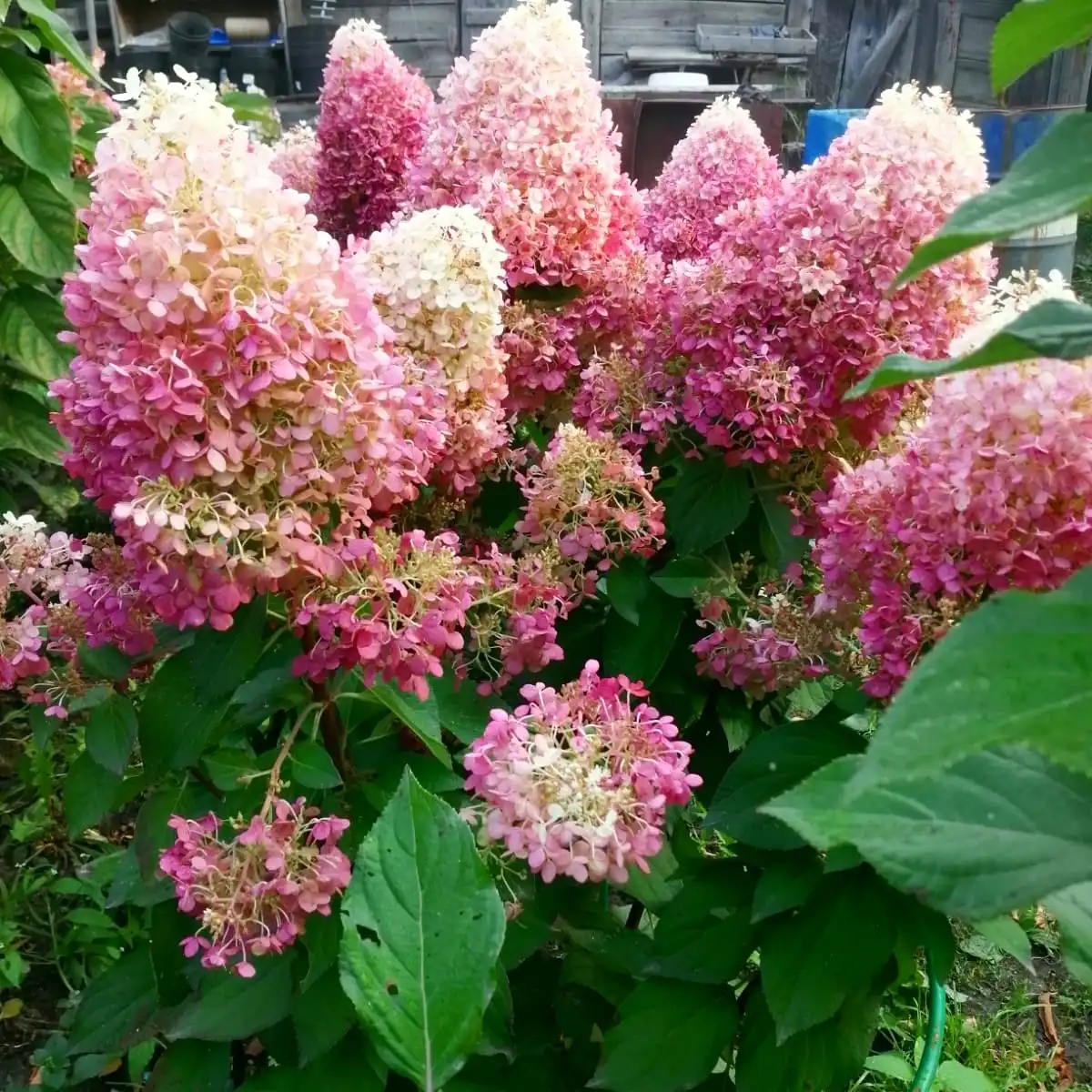 Саженцы метельчатой гортензии Пинки Промис