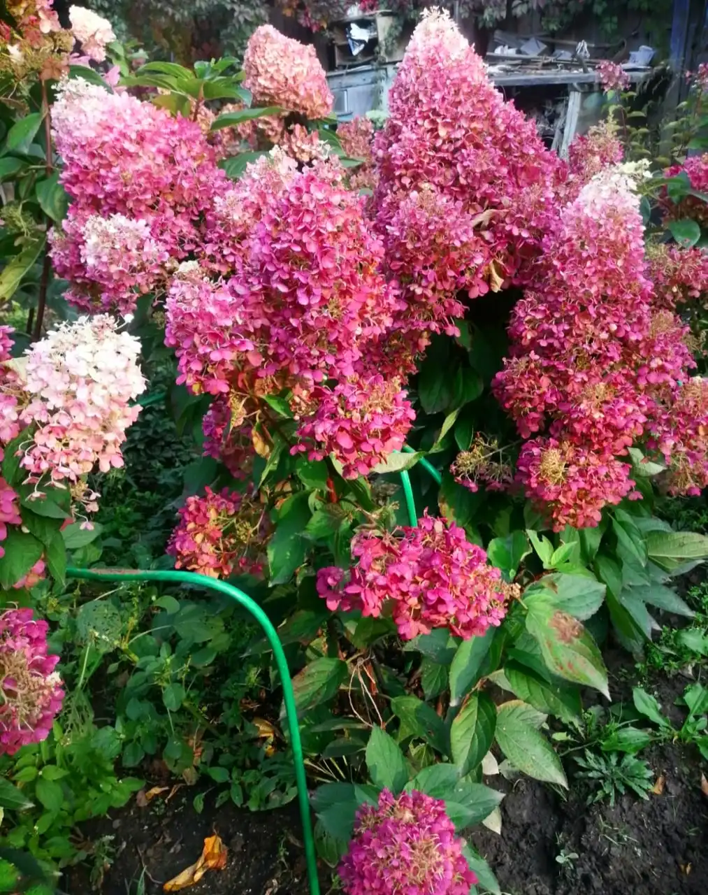 Саженцы метельчатой гортензии Пинки Промис