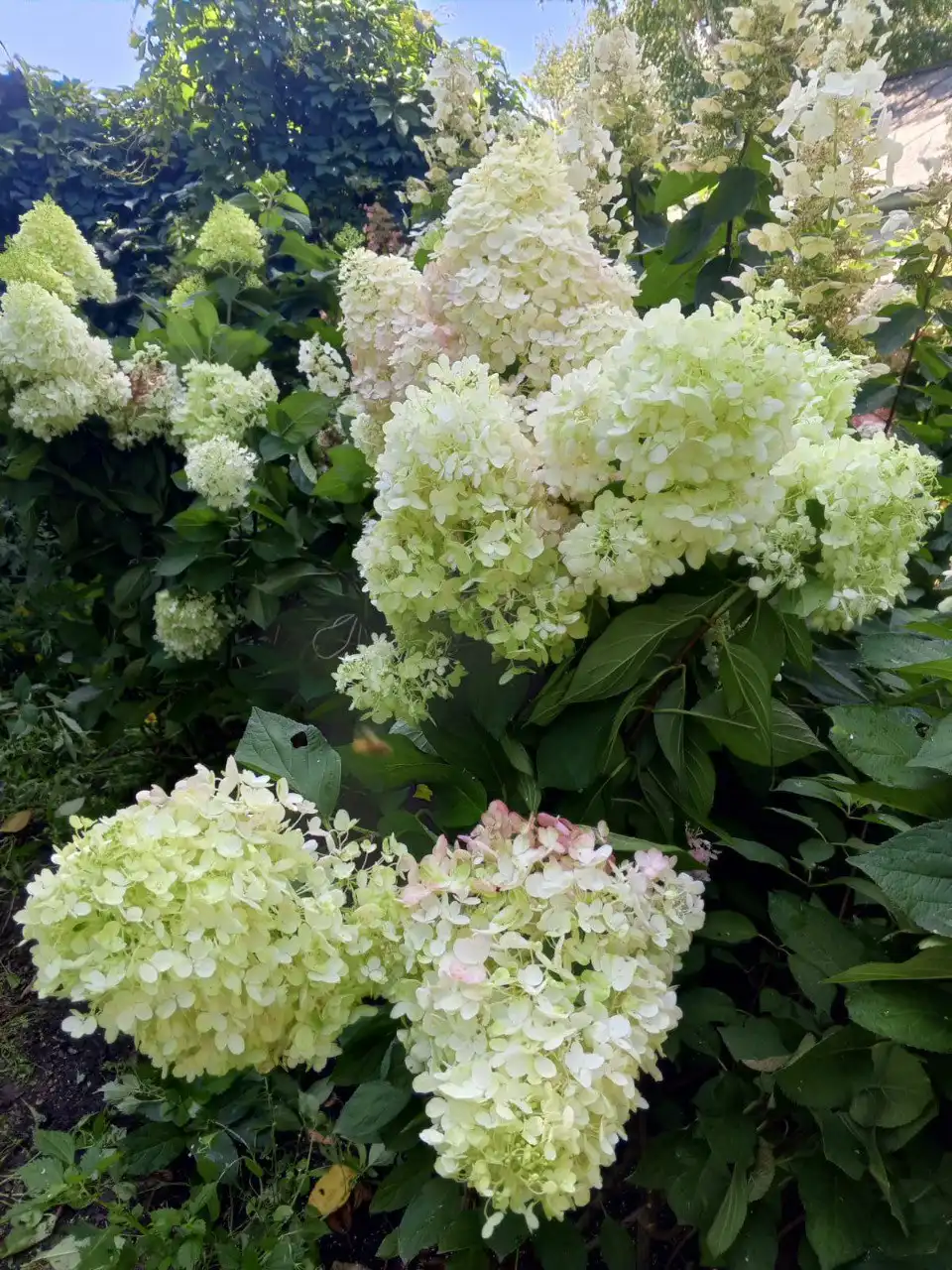 Саженцы метельчатой гортензии Пинки Промис