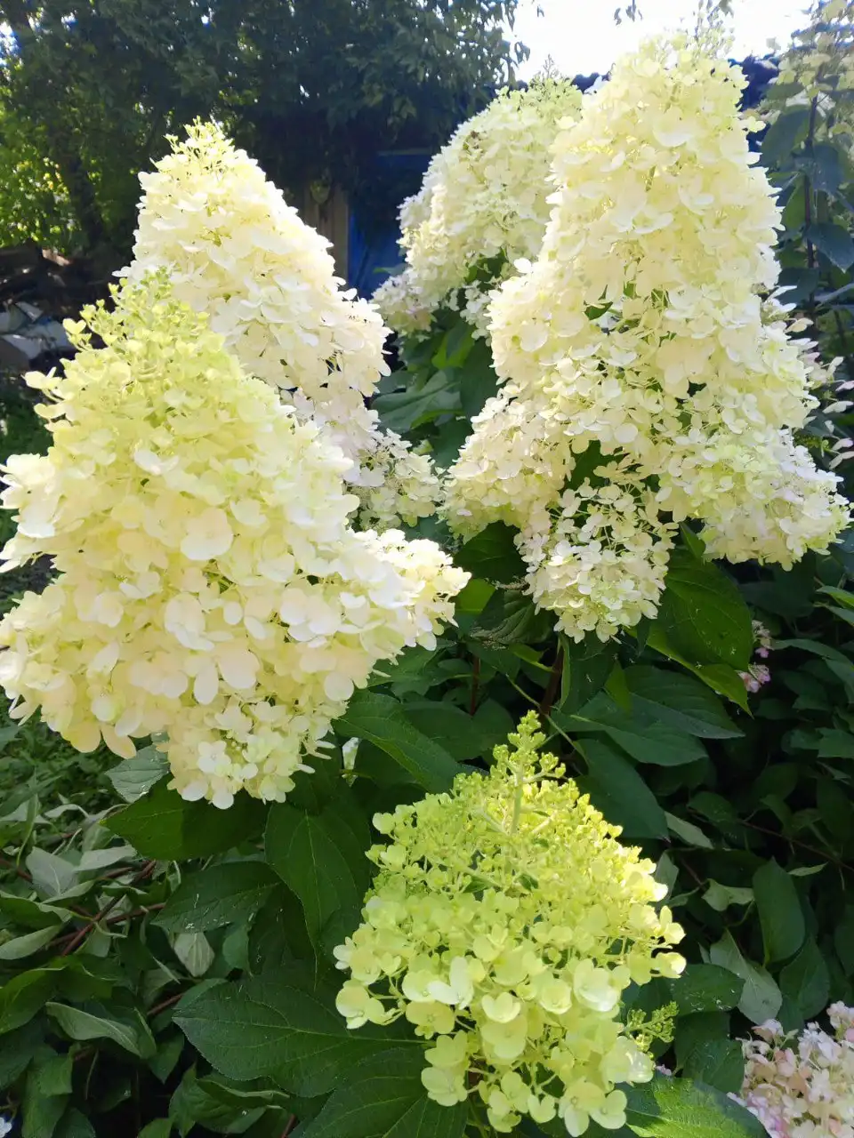 Саженцы метельчатой гортензии Пинки Промис