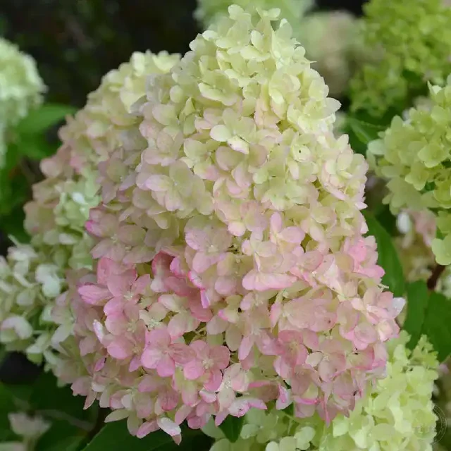 Саженцы гортензии Рэд Лайт от питомника Любава - Хобби и отдых в Владивосток