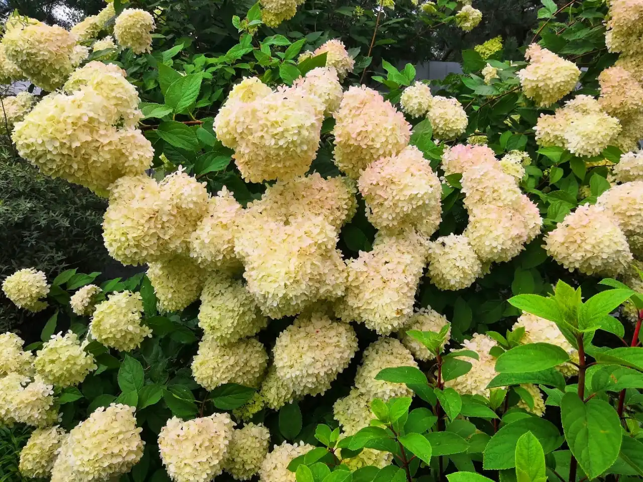 Саженцы гортензии метельчатой Лайм Лайт