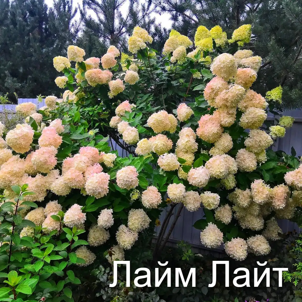 Саженцы гортензии метельчатой Лайм Лайт