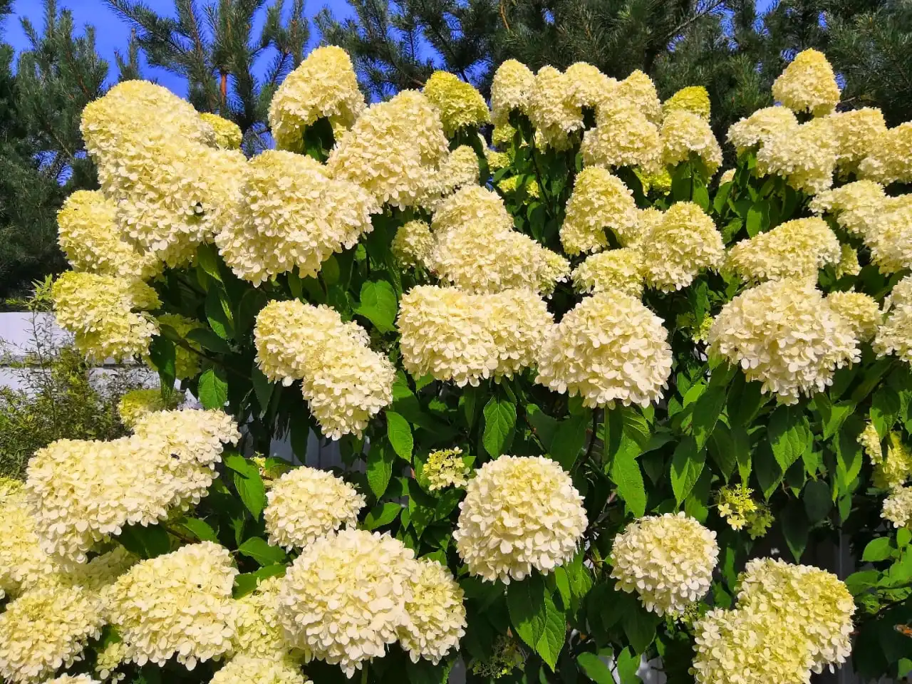 Саженцы гортензии метельчатой Лайм Лайт