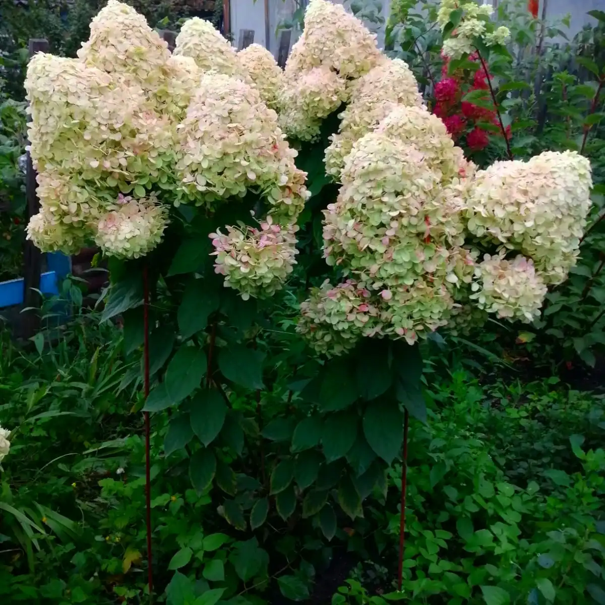 Саженцы гортензии метельчатой Лайм Лайт