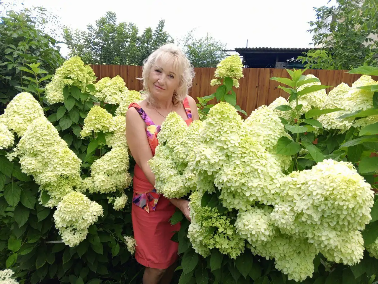 Саженцы гортензии метельчатой Лайм Лайт