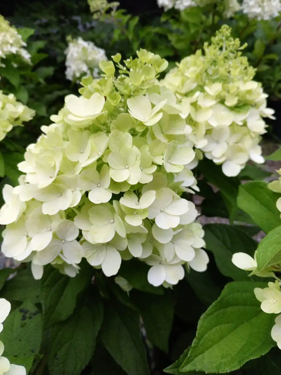 Саженцы метельчатой гортензии Кровавая Мэри от питомника Любава - Садоводство (Хобби и отдых) в Владивосток