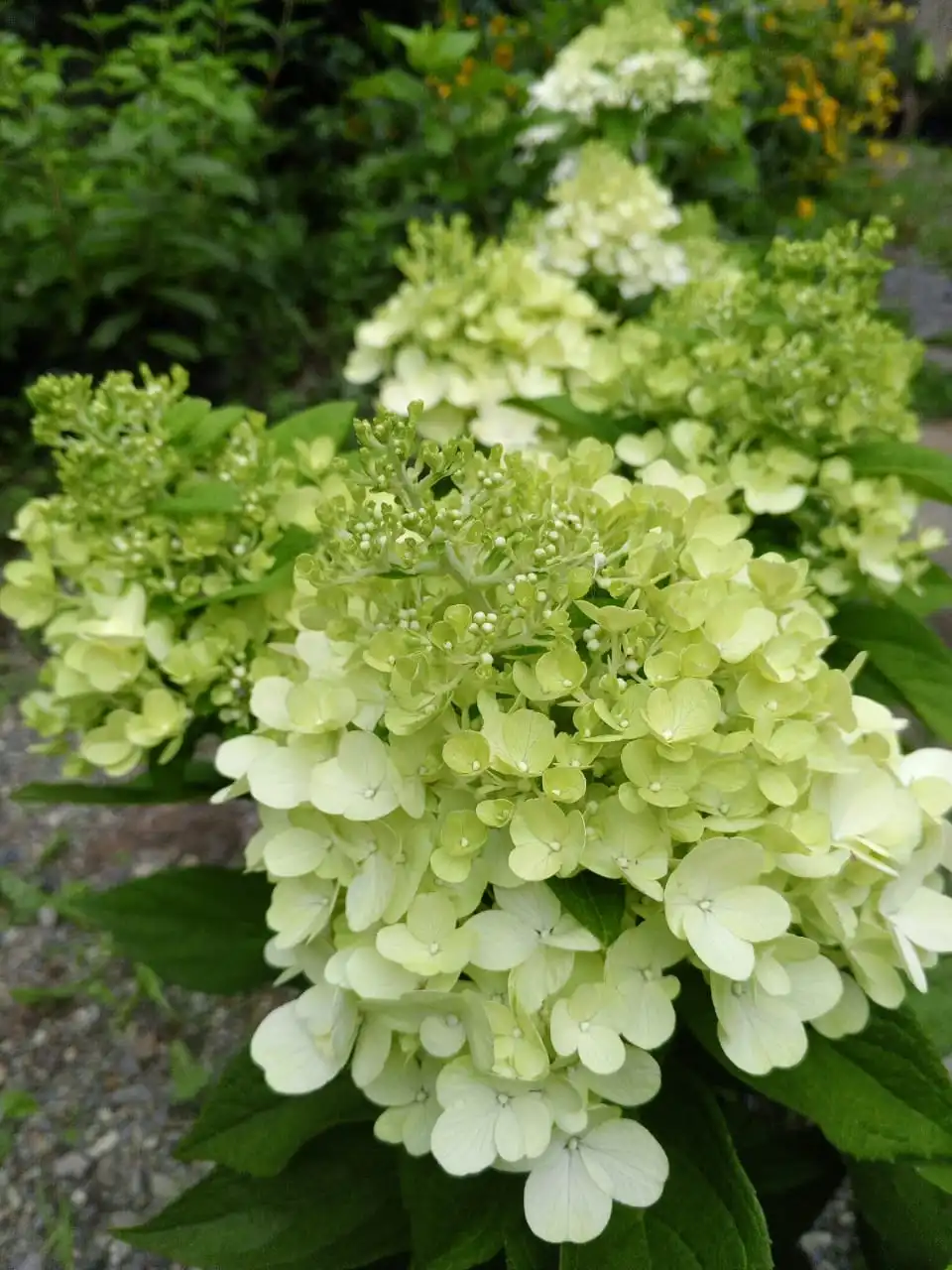 Саженцы метельчатой гортензии Кровавая Мэри от питомника Любава - Садоводство (Хобби и отдых) в Владивосток