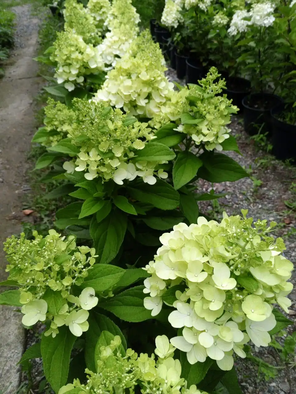 Саженцы метельчатой гортензии Кровавая Мэри от питомника Любава - Садоводство (Хобби и отдых) в Владивосток