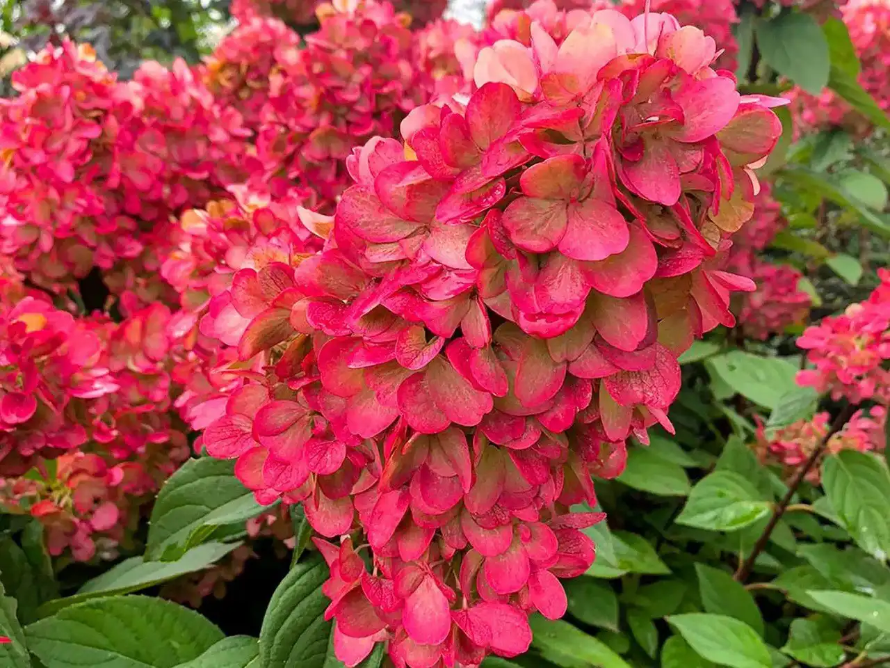 Саженцы метельчатой гортензии Кровавая Мэри от питомника Любава - Садоводство (Хобби и отдых) в Владивосток