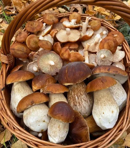 Продажа замороженных грибов: опята, шампиньоны, маслята - Профессиональное оборудование в Владивосток