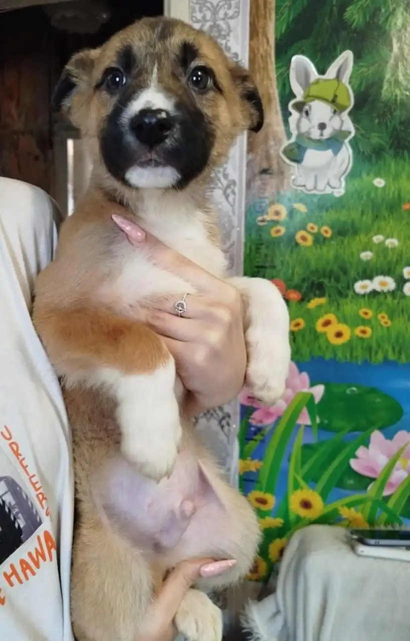 Котёнок 2 месяца ждёт хозяев - Кошки (Животные) в Владивосток