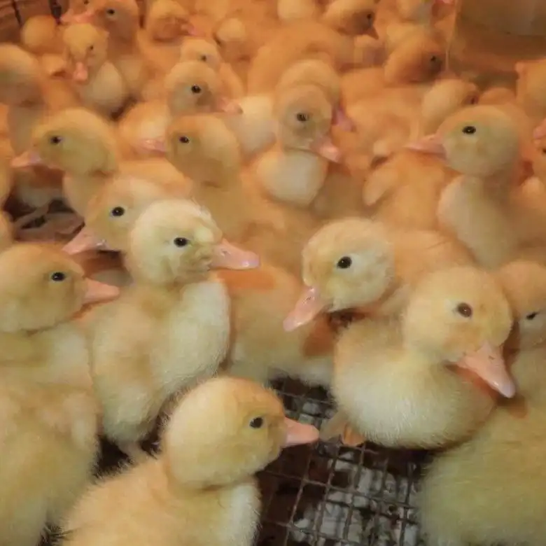 Предварительные заявки на суточных утят Стар 53 - Птица (Животные) в Барнаул