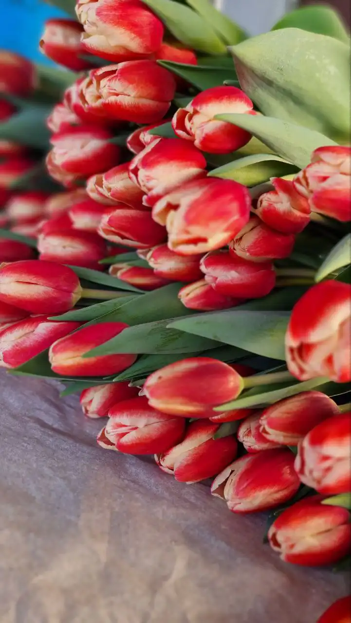 Прием заявок на тюльпаны к 8 марта - Цветы (Барахолка) в Барнаул