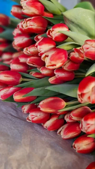 Прием заявок на тюльпаны к 8 марта - Цветы в Барнаул