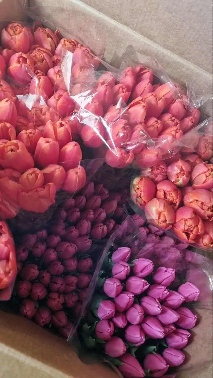 Прием заявок на тюльпаны к 8 марта - Цветы (Барахолка) в Барнаул