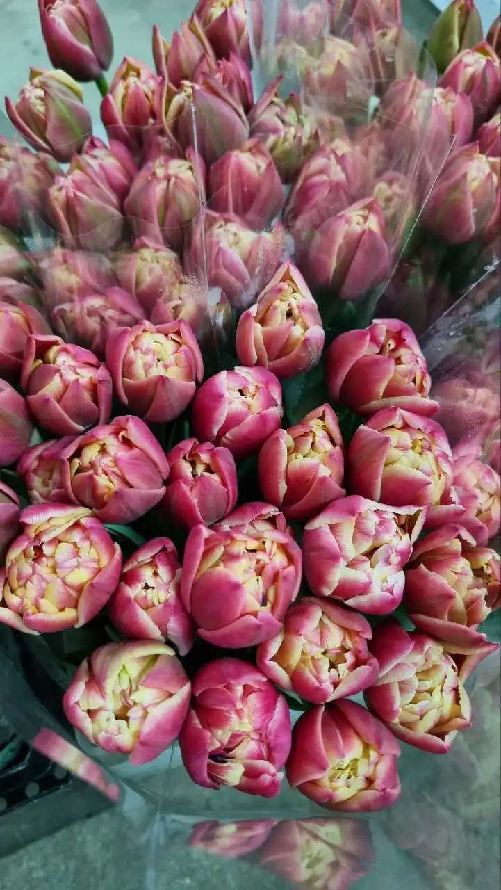 Прием заявок на тюльпаны к 8 марта - Цветы (Барахолка) в Барнаул