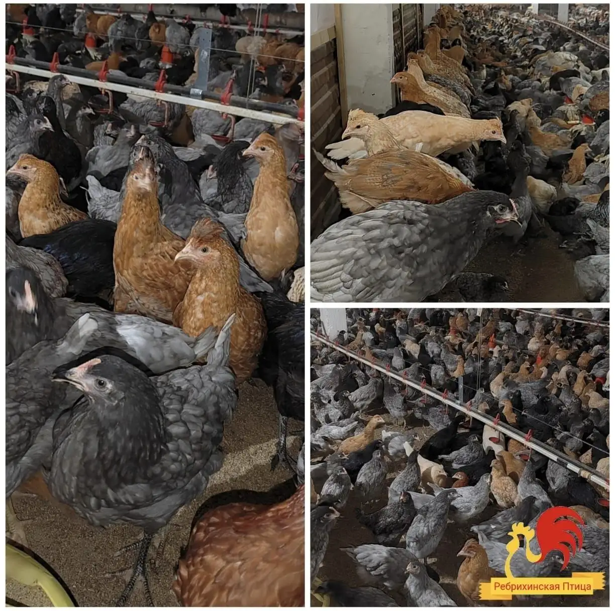 Продажа кур и петухов породы Доминант - Птица (Животные) в Барнаул