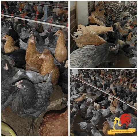 Продажа кур и петухов породы Доминант - Животные в Барнаул