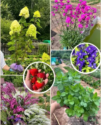 Продажа саженцев растений в Барнауле - Декор в Барнаул