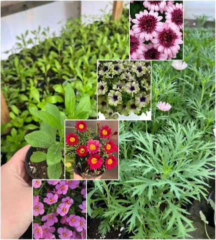 Продажа рассады цветов на апрель - Мебель и техника в Барнаул