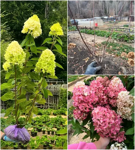 Саженцы гортензии на весну - Растения/Цветы в Барнаул