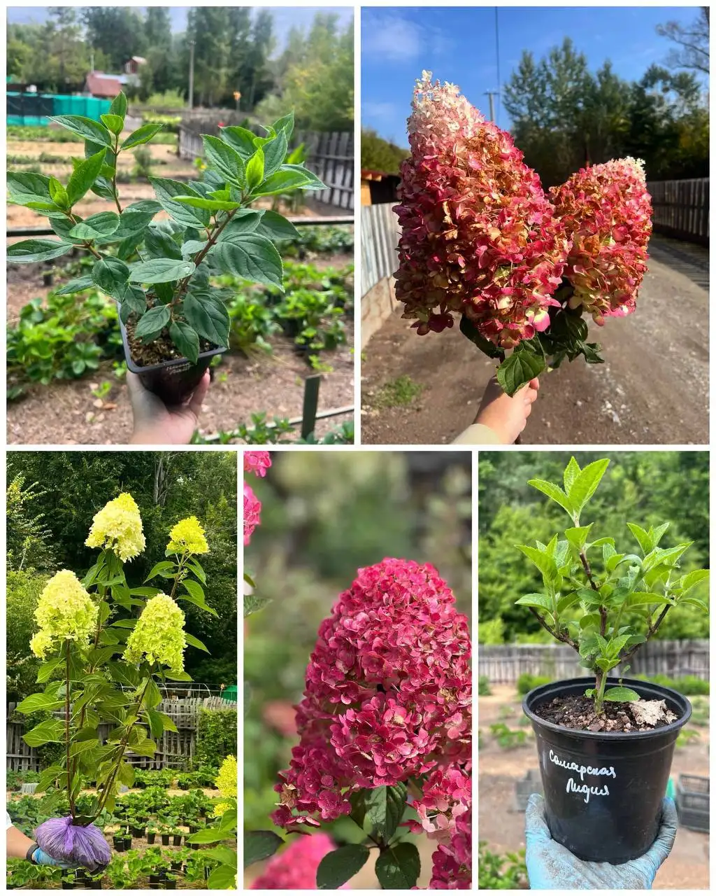 Саженцы и кусты для сада - Садоводство (Хобби и отдых) в Барнаул