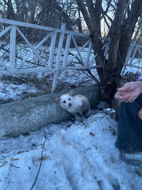 Пропала собака на пересечении Смирнова и Петра Сухова - Потерянные животные в Барнаул