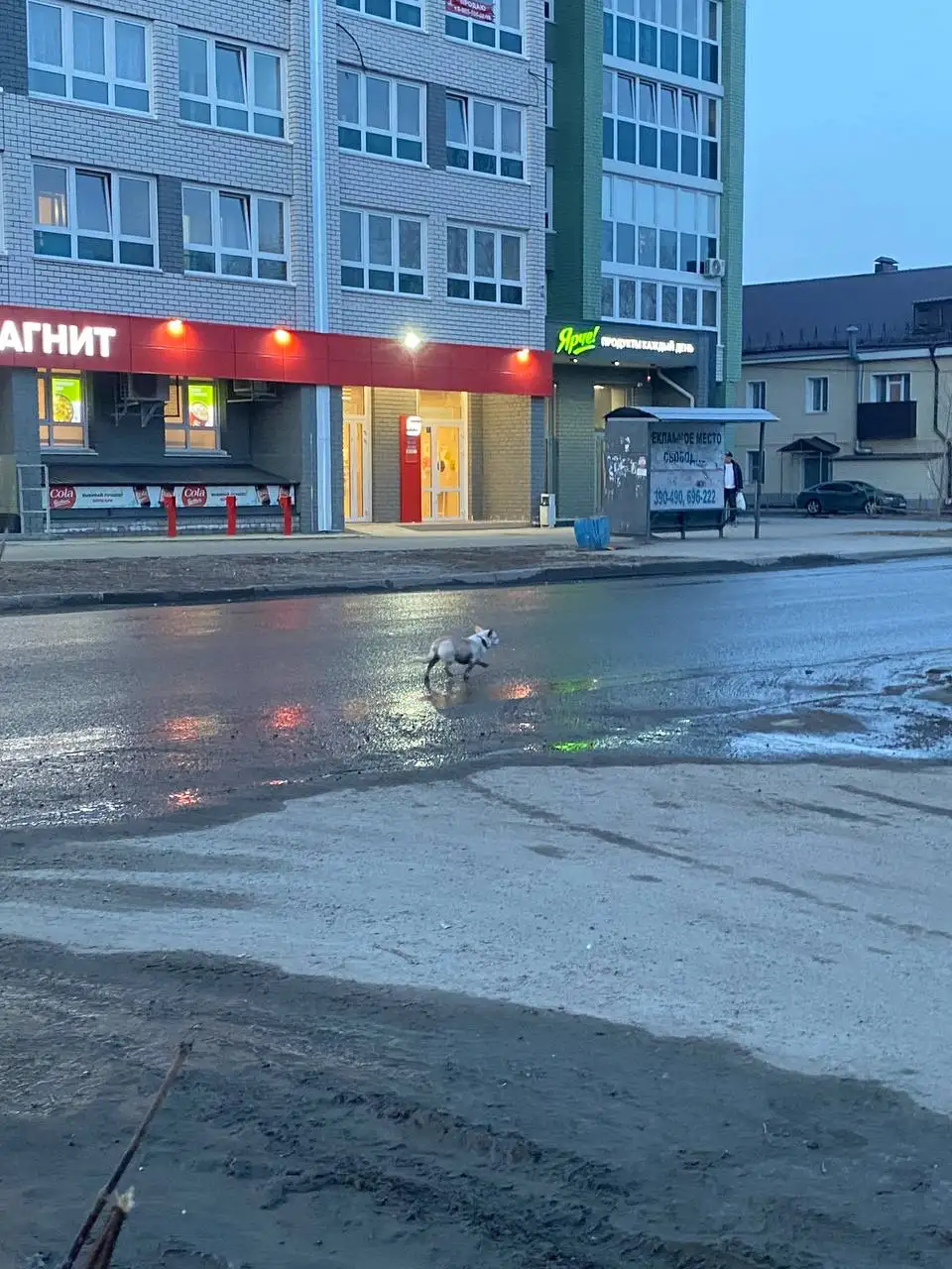 Пропала собака на пересечении Смирнова и Петра Сухова - Потерянные животные (Барахолка) в Барнаул