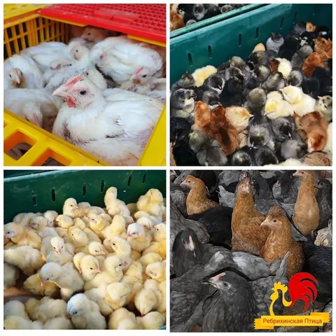 Продажа суточной и подрощенной птицы пород РОСС-308 и ДОМИНАНТ - Птица в Барнаул