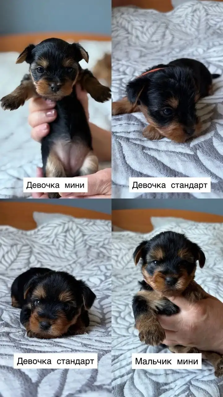 Бронь щенков йоркширского терьера - Собаки (Животные) в Барнаул