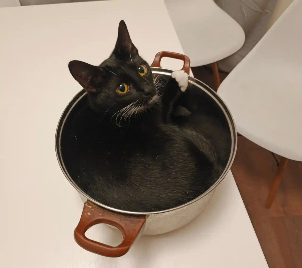 Отдаю 3 кошек в добрые руки