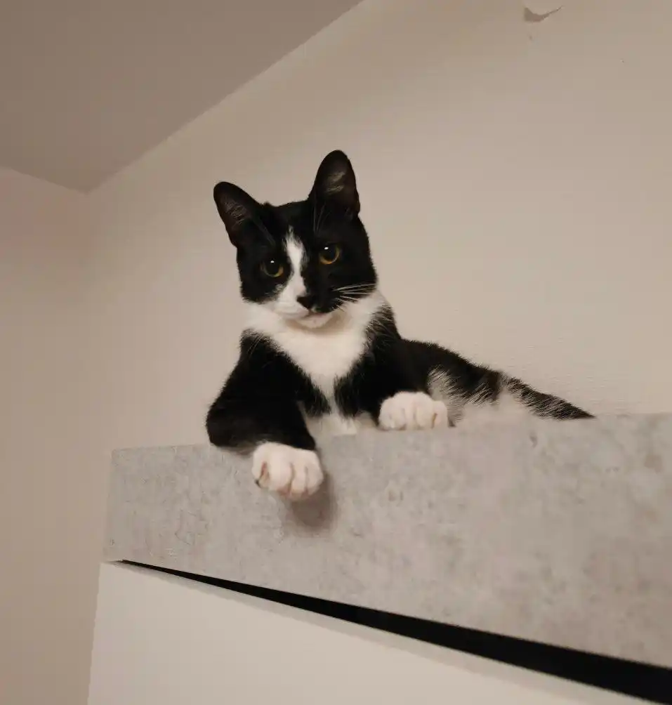 Отдаю 3 кошек в добрые руки