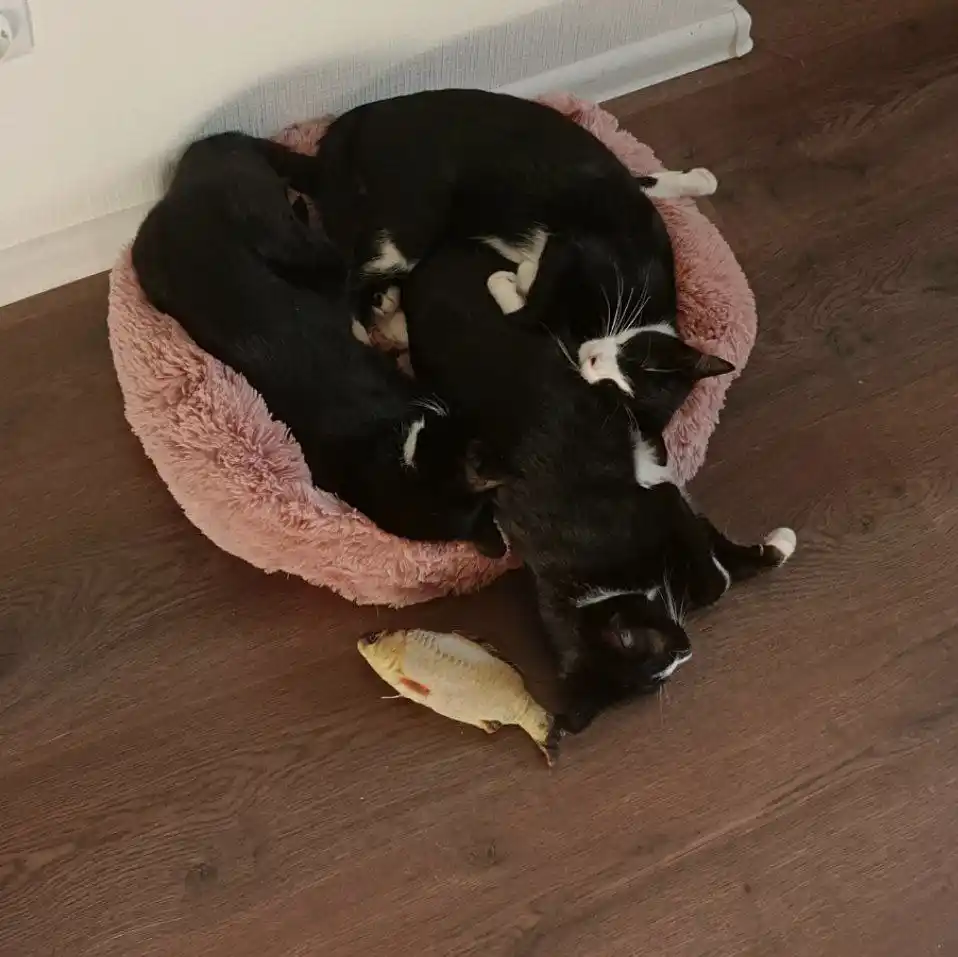 Отдаю 3 кошек в добрые руки